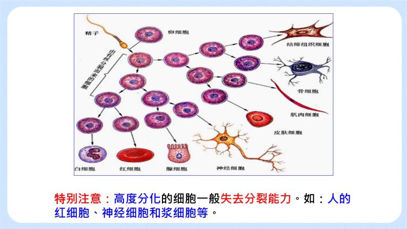 4.2细胞通过分化产生不同类型的细胞课件浙科版（2019）高中生物必修一 课件+学案05