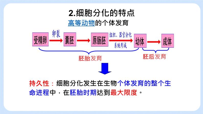 4.2细胞通过分化产生不同类型的细胞课件浙科版（2019）高中生物必修一 课件+学案07