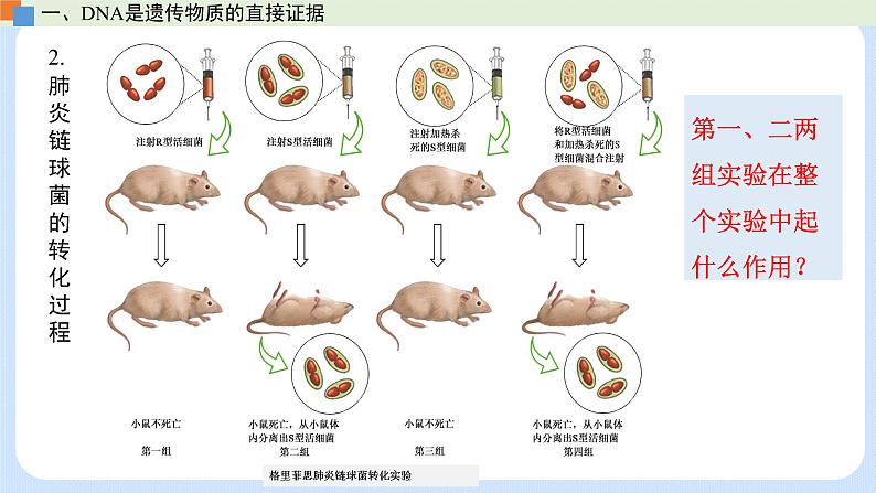 第三章 第一节 核酸是遗传物质(课件)-高一生物课件(浙科版2019必修2)08