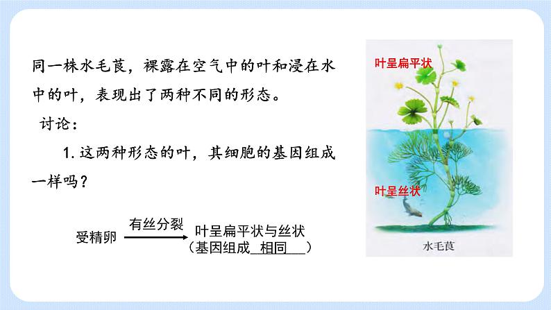 第三章 第四节 基因控制蛋白质合成(第3课时)(课件)-高一生物课件(浙科版2019必修2)04