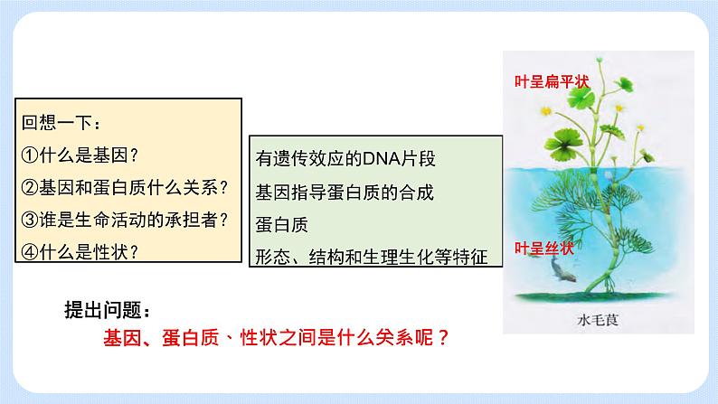 第三章 第四节 基因控制蛋白质合成(第3课时)(课件)-高一生物课件(浙科版2019必修2)05