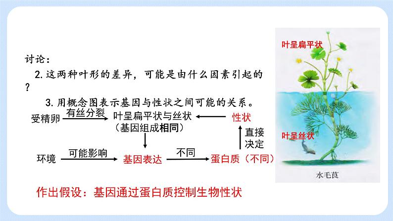 第三章 第四节 基因控制蛋白质合成(第3课时)(课件)-高一生物课件(浙科版2019必修2)06