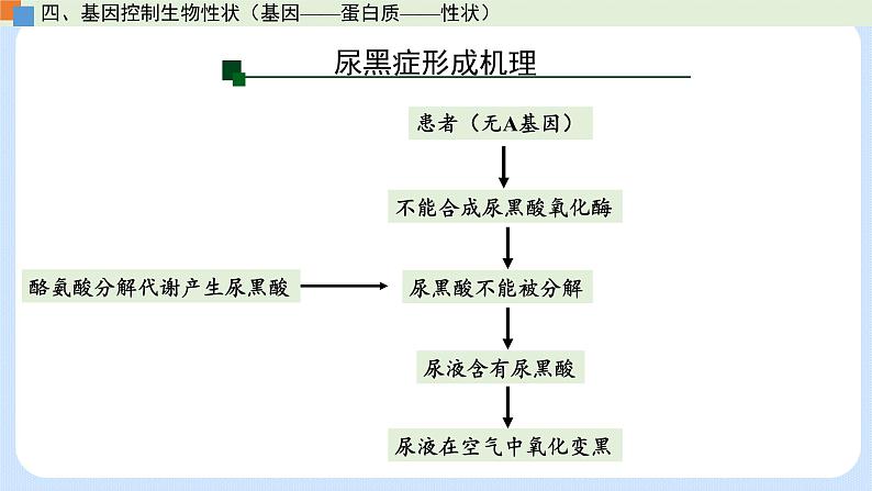第三章 第四节 基因控制蛋白质合成(第3课时)(课件)-高一生物课件(浙科版2019必修2)08