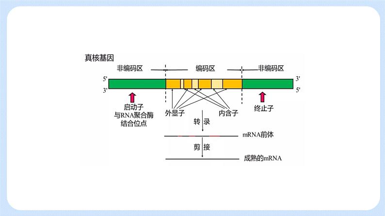 第三章 第五节 生物体存在表观遗传现象(课件)-高一生物课件(浙科版2019必修2)04