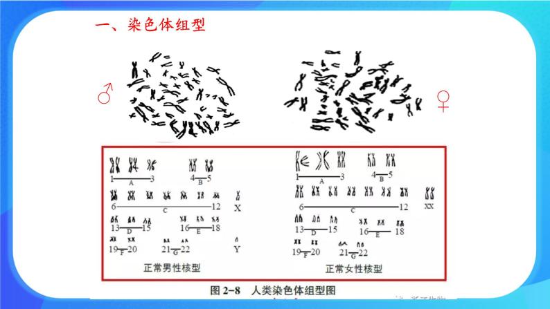 浙科版高中生物必修二：性染色体上的基因的传递和性别相关联课件+学案+教案03