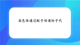 浙科版高中生物必修二：染色体通过配子传递给后代课件+学案+教案