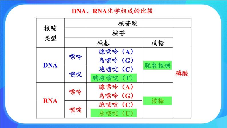 浙科版高中生物必修二：遗传信息编码在DNA分子上课件+学案+教案04