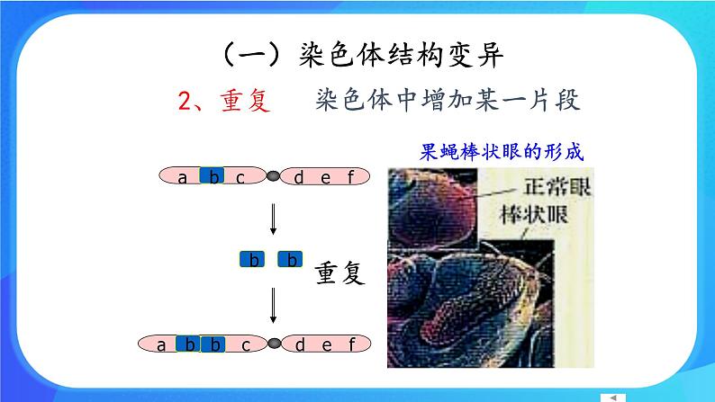(课件)染色体畸变可能引起性状改变.ppt第7页