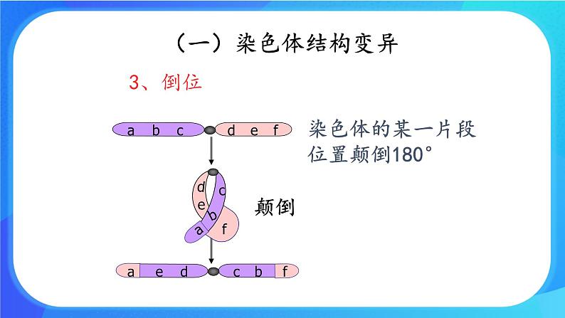 (课件)染色体畸变可能引起性状改变.ppt第8页