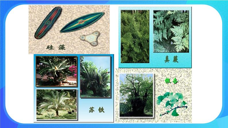 浙科版高中生物必修二:生物多样性为人类提供资源与适宜环境课件+学案+教案04