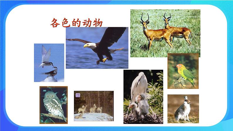 浙科版高中生物必修二:生物多样性为人类提供资源与适宜环境课件+学案+教案05