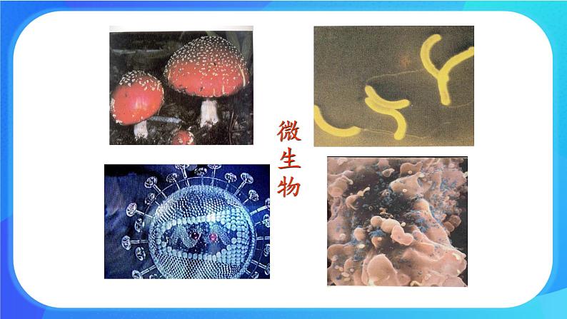 浙科版高中生物必修二:生物多样性为人类提供资源与适宜环境课件+学案+教案07