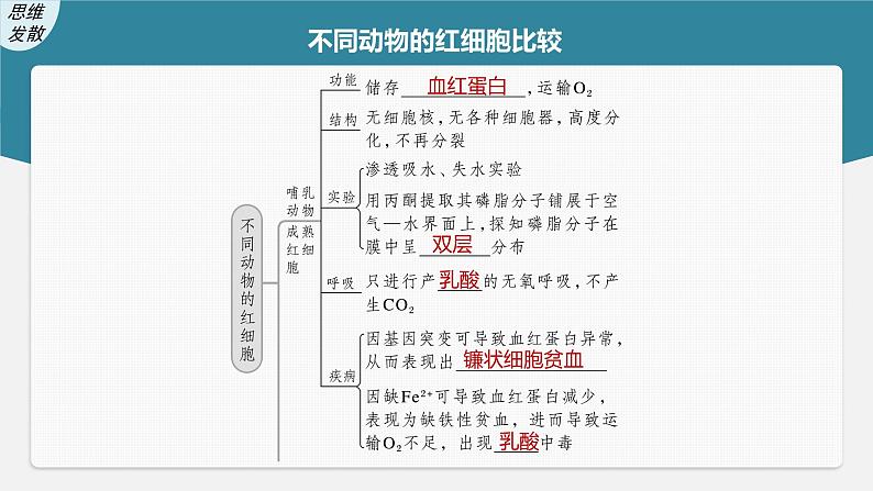 新人教新高考生物一轮复习课件 第2单元 第1课时 细胞膜的结构和功能08