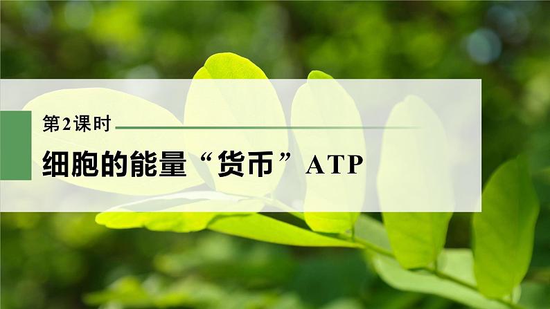 新人教新高考生物一轮复习课件 第3单元 第2课时 细胞的能量“货币”ATP第3页