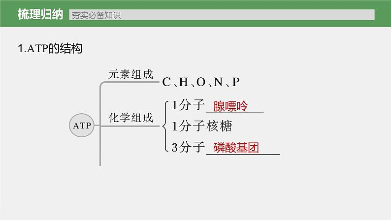 新人教新高考生物一轮复习课件 第3单元 第2课时 细胞的能量“货币”ATP第5页