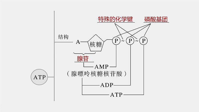 新人教新高考生物一轮复习课件 第3单元 第2课时 细胞的能量“货币”ATP第6页