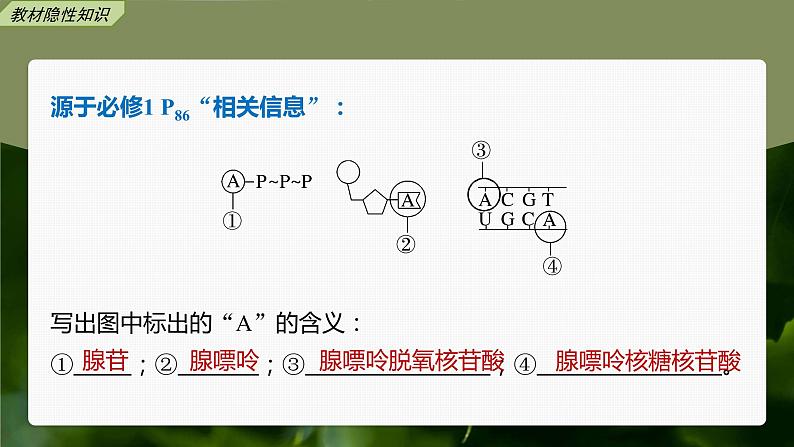 新人教新高考生物一轮复习课件 第3单元 第2课时 细胞的能量“货币”ATP第8页