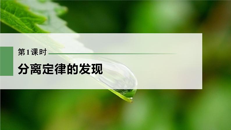 新人教新高考生物一轮复习课件 第5单元 第1课时 分离定律的发现第3页