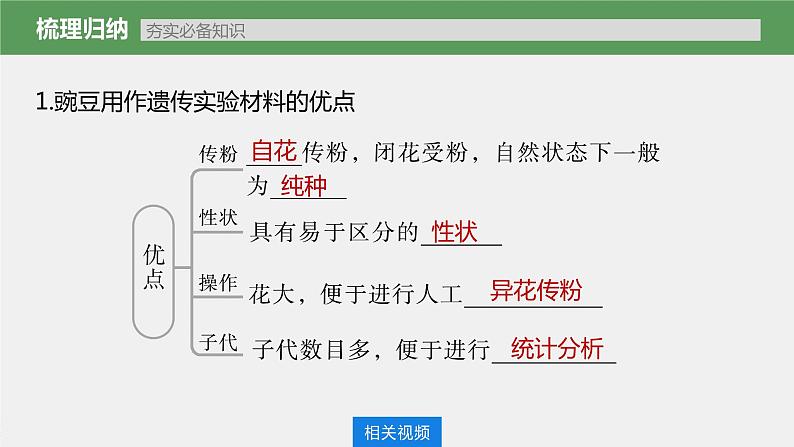 新人教新高考生物一轮复习课件 第5单元 第1课时 分离定律的发现第5页