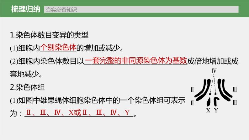 新人教新高考生物一轮复习课件  第7单元 第2课时　染色体变异07