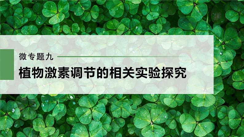 新人教新高考生物一轮复习课件 第8单元 微专题九 植物激素调节的相关实验探究第3页