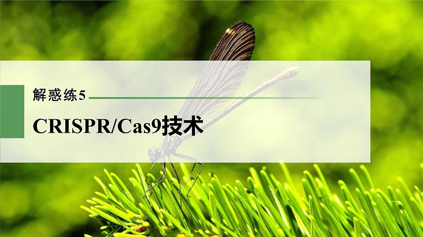 新人教新高考生物一輪復(fù)習(xí)課件 第10單元 解惑練5 CRISPRCas9技術(shù)第3頁(yè)