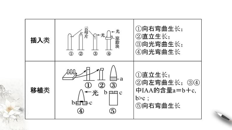 高中生物选择性必修一 5 1 2 植物生长激素(课件)上学期学同步精品课堂第5页