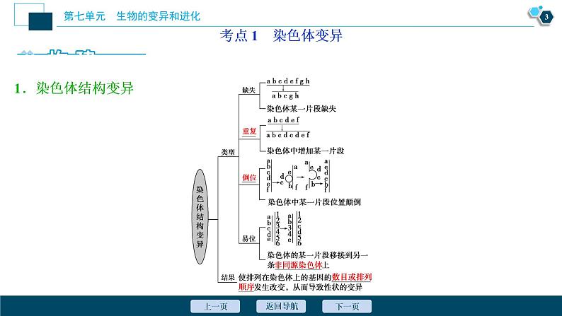 高中生物高考2 第21讲 染色体变异课件PPT第4页