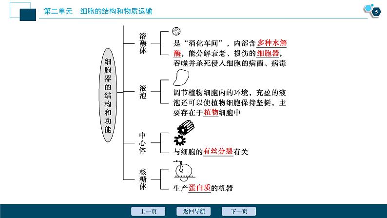 高中生物高考3 第5讲 细胞器与生物膜系统课件PPT第6页