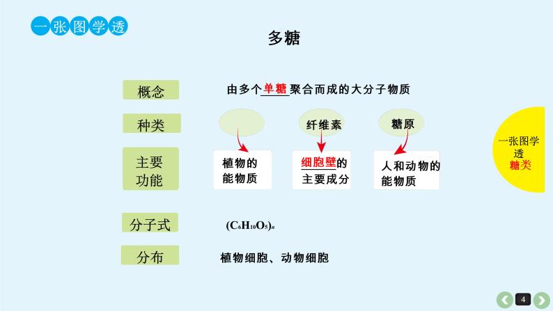 高中生物高考高考生物（全国版）一轮复习课件：第4课-细胞中的糖类和脂质04