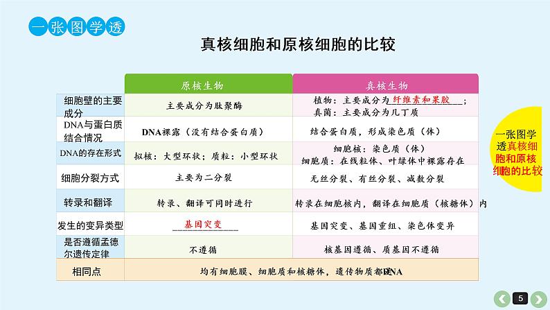 高中生物高考高考生物(全国版)一轮复习课件:第5课-细胞学说的建立、真核细胞和原核细胞的比较第5页