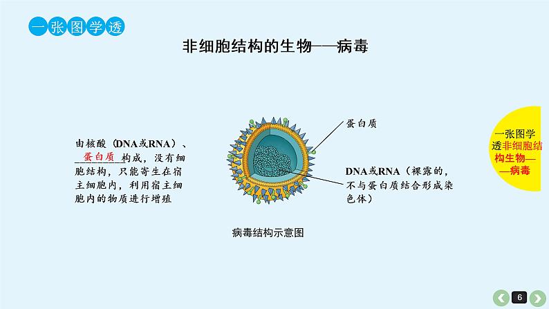 高中生物高考高考生物(全国版)一轮复习课件:第5课-细胞学说的建立、真核细胞和原核细胞的比较第6页