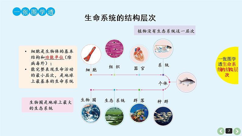 高中生物高考高考生物(全国版)一轮复习课件:第5课-细胞学说的建立、真核细胞和原核细胞的比较第7页