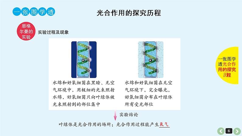 高中生物高考高考生物(全国版)一轮复习课件:第13课-光合作用第6页