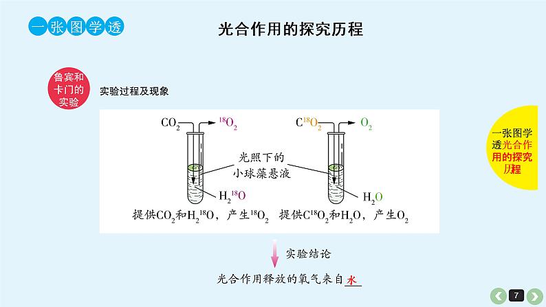 高中生物高考高考生物(全国版)一轮复习课件:第13课-光合作用第7页