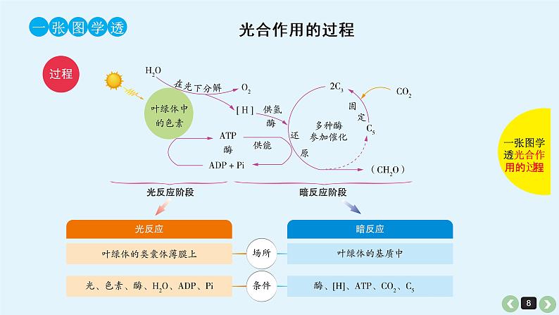 高中生物高考高考生物(全国版)一轮复习课件:第13课-光合作用第8页