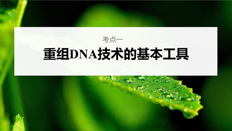 高中生物高考2023年高考生物一轮复习(新人教新高考) 第10单元 第6课时 基因工程的基本工具和基本操作程序课件PPT第4页