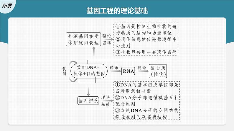 高中生物高考2023年高考生物一轮复习(新人教新高考) 第10单元 第6课时 基因工程的基本工具和基本操作程序课件PPT第6页