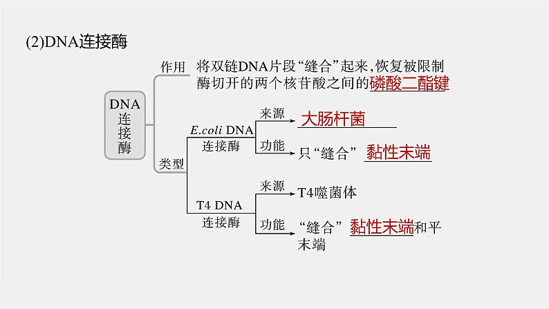 高中生物高考2023年高考生物一轮复习(新人教新高考) 第10单元 第6课时 基因工程的基本工具和基本操作程序课件PPT第8页