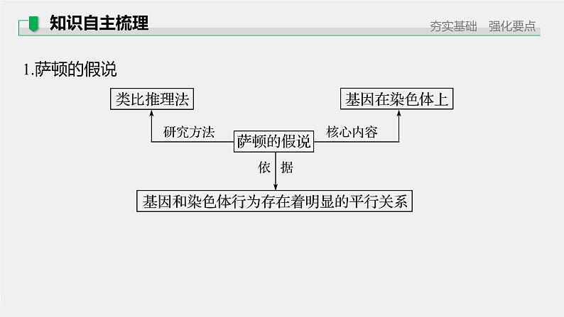 高中生物高考2022年高考生物一轮复习 第5单元 第16讲 基因在染色体上、伴性遗传和人类遗传病课件PPT第5页