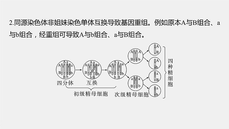 高中生物高考2023年高考生物一轮复习(新人教新高考) 第4单元 微专题三 减数分裂与可遗传变异的关系课件PPT第4页