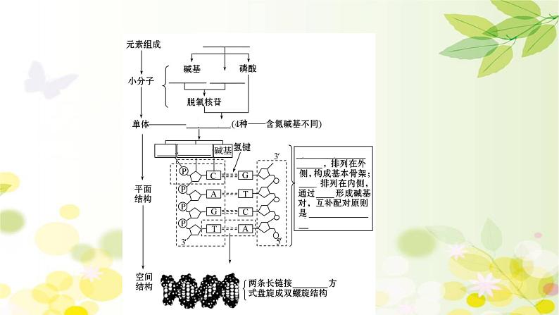 高中生物高考2022届新教材一轮复习人教版 第六单元 第2课 DNA分子的结构、复制和基因的本质 课件第5页