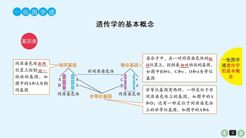 高中生物高考高考生物(全国版)一轮复习课件:第17课-基因的分离定律第2页