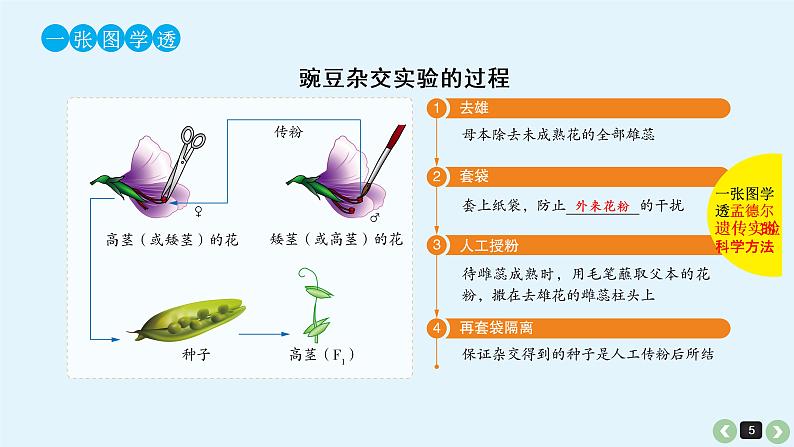 高中生物高考高考生物(全国版)一轮复习课件:第17课-基因的分离定律第5页