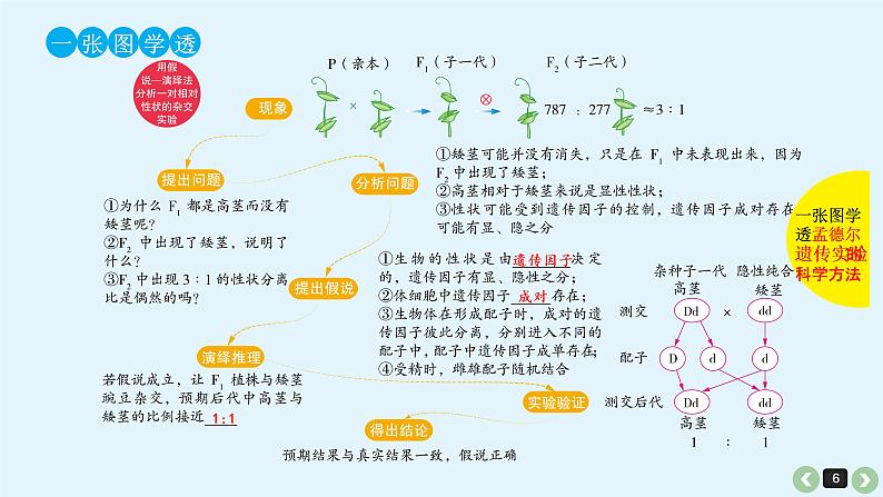 高中生物高考高考生物(全国版)一轮复习课件:第17课-基因的分离定律第6页