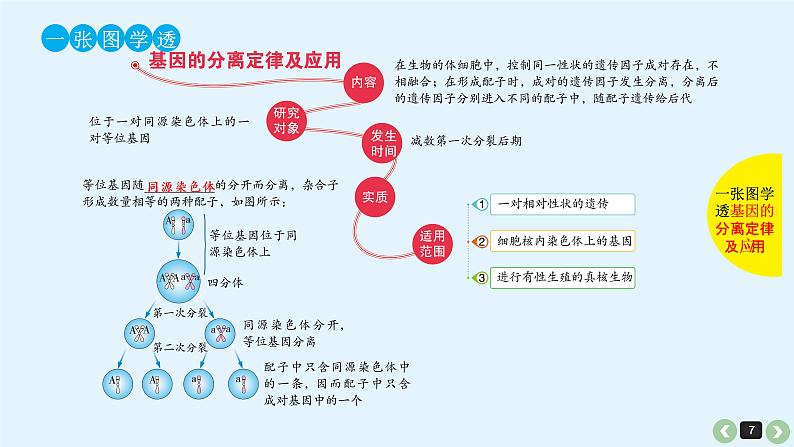 高中生物高考高考生物(全国版)一轮复习课件:第17课-基因的分离定律第7页
