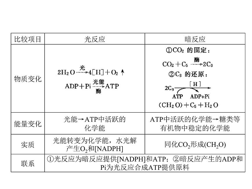 高中生物高考考點(diǎn)精講6 光合作用與能量轉(zhuǎn)化(課件)練習(xí)題第2頁