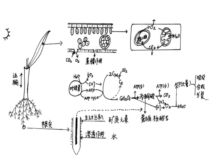 高中生物高考考點(diǎn)精講6 光合作用與能量轉(zhuǎn)化(課件)練習(xí)題第3頁