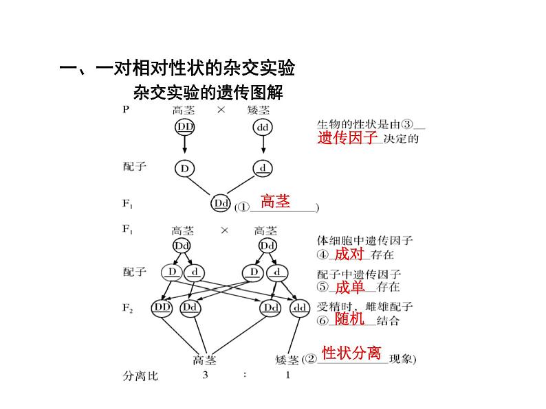 高中生物高考考点精讲8 孟德尔遗传规律(课件)练习题第3页