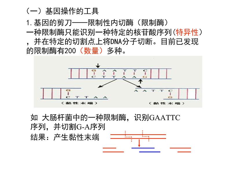 高中生物高考考点精讲16 基因工程、生物技术的安全性与伦理问题(课件)第3页